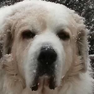 Meet your Posher, Diane